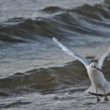 Апартаменты Wrzos *